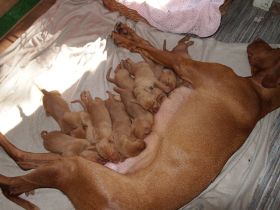 pups bibi 055.jpg