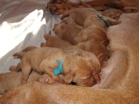 pups bibi 057.jpg