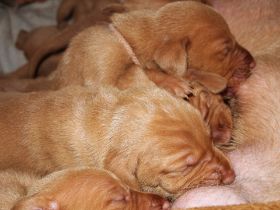 pups bibi 059.jpg