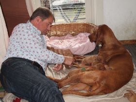 pups bibi 066.jpg