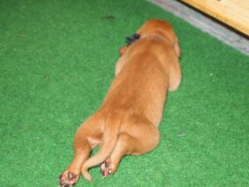 pups bibi 088.jpg