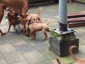 pups bibi 279.jpg