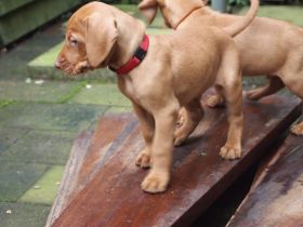 pups bibi 287.jpg