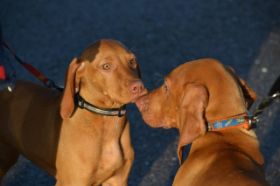 Vizsla 06-01-2013 005.jpg