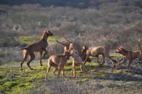Vizsla 06-01-2013 027.jpg
