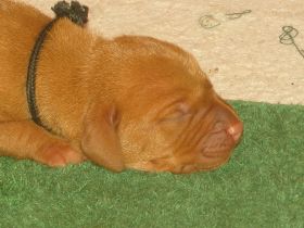 2 de serie pups 022.jpg