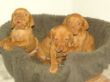 pups-2009-j 073.jpg