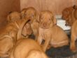 pups-2009-j 085.jpg