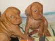 pups-2009-k 002.jpg