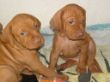 pups-2009-k 002.jpg