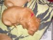 pups-2009-k 009.jpg