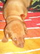 pups-2009-k 011.jpg