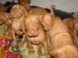 pups-2009-k 013.jpg