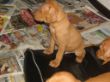 pups-2009-k 020.jpg