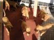pups-2009-k 031.jpg