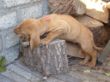 pups-2009-k 033.jpg