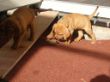 pups-2009-k 036.jpg