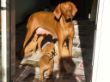pups-2009-k 041.jpg