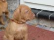 pups-2009-k 065.jpg
