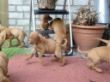 serie 6 pups 058.jpg