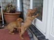 serie 6 pups 059.jpg