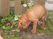 serie 6 pups 062.jpg
