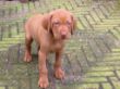 serie 6 pups 078.jpg