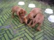 serie 6 pups 081.jpg