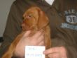 serie 7 pups 004.jpg