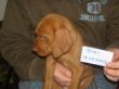 serie 7 pups 009.jpg