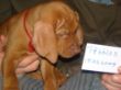 serie 7 pups 011.jpg