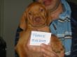 serie 7 pups 039.jpg