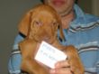 serie 7 pups 042.jpg