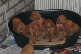 Kettö Mo  2010 044.jpg